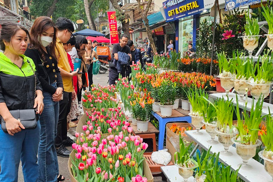 Chợ hoa Hàng Lược nhộn nhịp ngày cận Tết