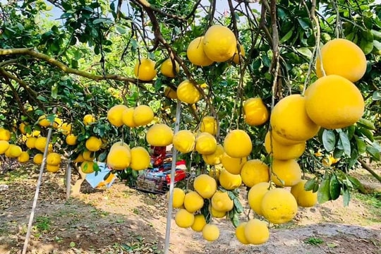 Tín hiệu tốt cho xuất khẩu rau quả Việt Nam đầu năm 2024