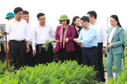 Tạo điều kiện hỗ trợ nông dân Mê Linh mở rộng sản xuất, tạo thu nhập cao