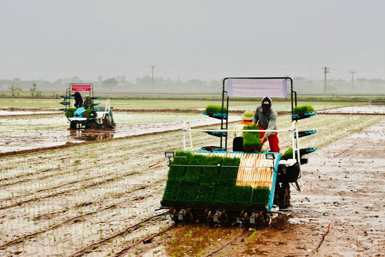 Nông dân Hà Nội tăng tốc hoàn thành gieo cấy lúa vụ xuân