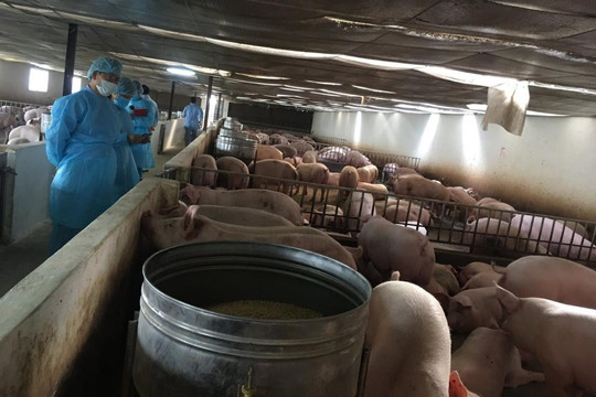 Gia tăng ổ bệnh dịch tả lợn châu Phi