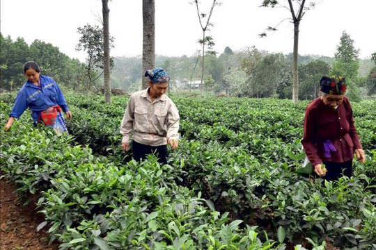 Hà Nội hỗ trợ phát triển sản xuất nông nghiệp cho đồng bào dân tộc, hộ nghèo