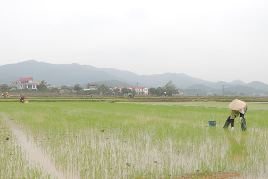 Nông dân tập trung chăm sóc phòng trừ sâu bệnh hại lúa xuân