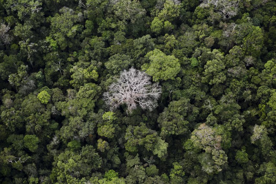 Chương trình 1 tỷ euro bảo vệ rừng Amazon