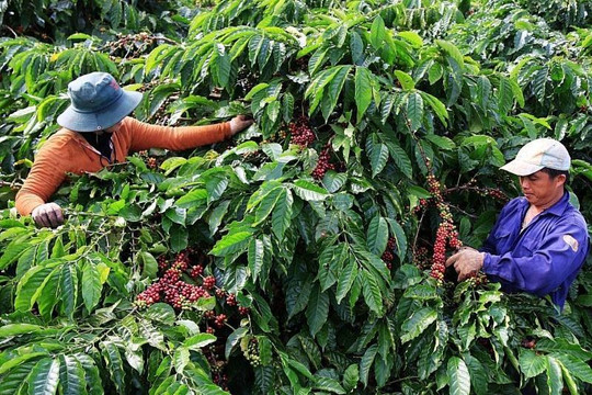 Giá cà phê xuất khẩu lập kỷ lục, đạt 4.000 USD/tấn