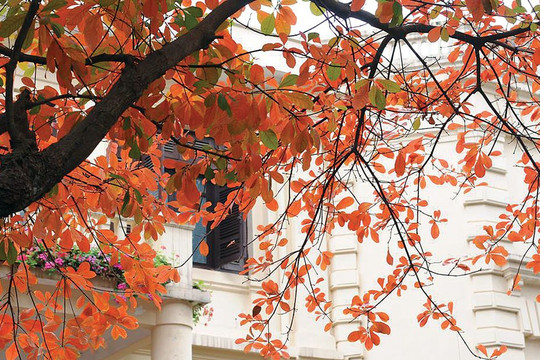 Bài tham dự Cuộc thi viết “Kỷ niệm 70 năm Giải phóng Thủ đô: Ký ức tự hào” Hà Nội mùa cây thay lá