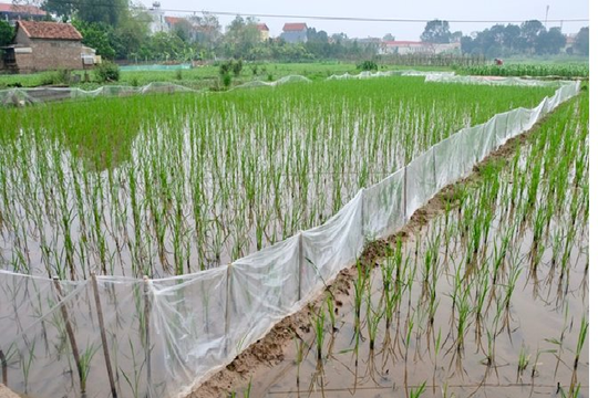 Hà Nội: Phát động phong trào diệt chuột để bảo vệ sản xuất, trồng trọt