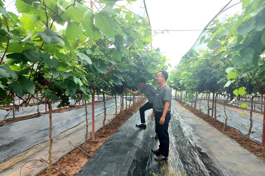 Hệ thống khuyến nông Hà Nội: Cầu nối sản xuất với tiêu thụ nông sản
