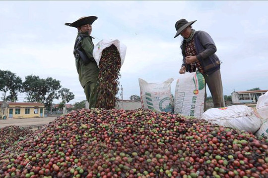 Xuất khẩu cà phê: Giá tăng, thị phần giảm