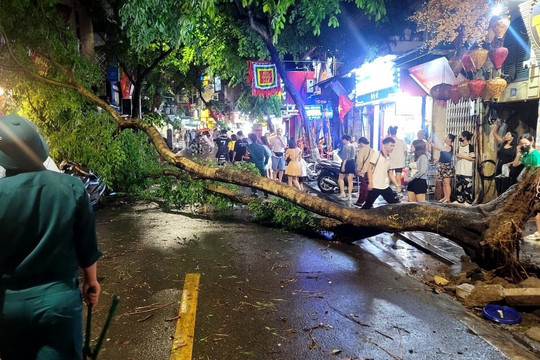 Hà Nội: Nhiều cây cổ thụ gãy đổ trong mưa giông