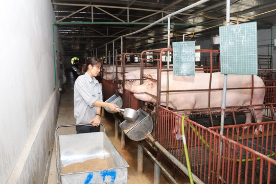 Ngành chăn nuôi Hà Nội: Giải bài toán quỹ đất bị thu hẹp