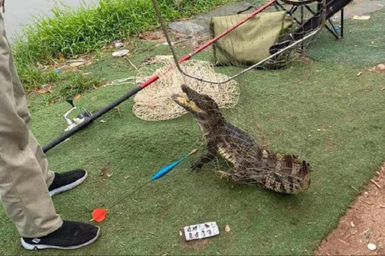 Chưa thể khẳng định cá sấu câu được ở quận Hoàng Mai là con cuối cùng, khuyến cáo cảnh giác