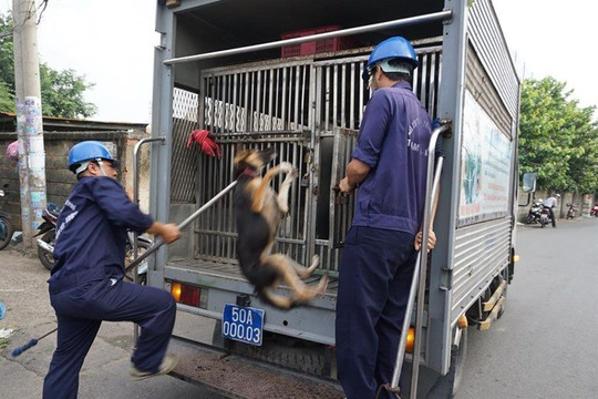 79 xã, phường tại TP Hồ Chí Minh đã lập các tổ bắt chó thả rông