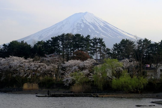 Thị trấn của Nhật Bản xây vách ngăn du khách chụp ảnh núi Phú Sĩ