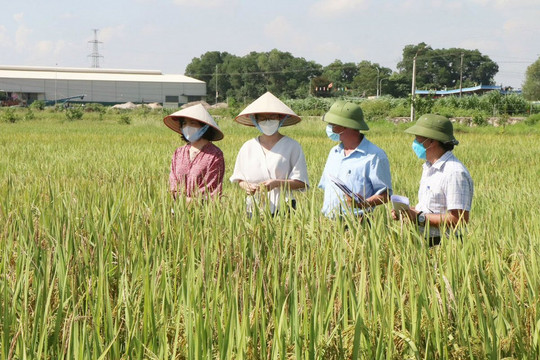 Mã số vùng trồng tại Hà Nội: Siết chặt kiểm tra, giám sát