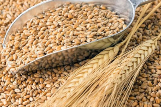 Giá lúa mì chạm mốc cao nhất từ cuối năm 2023
