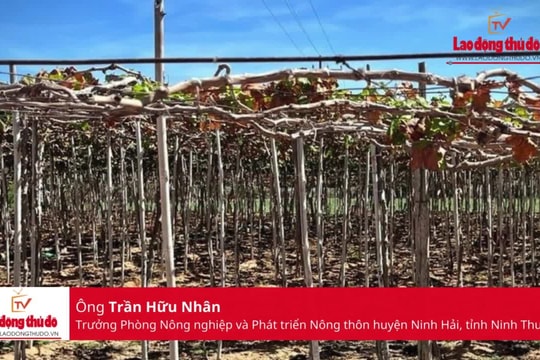 Tìm lời giải bài toán ứng phó thiếu nước cho 190 hecta nho Ninh Thuận