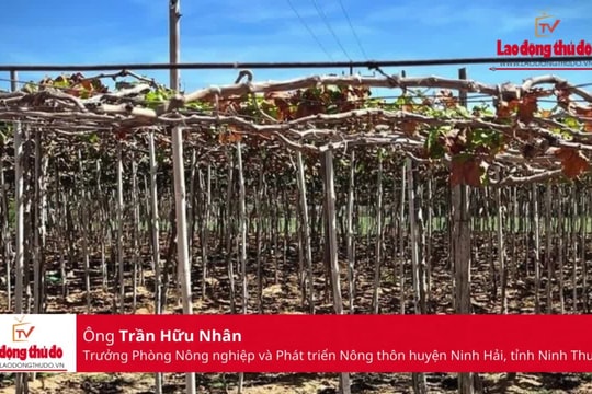 Tìm lời giải bài toán ứng phó thiếu nước cho 190 hecta nho Ninh Thuận