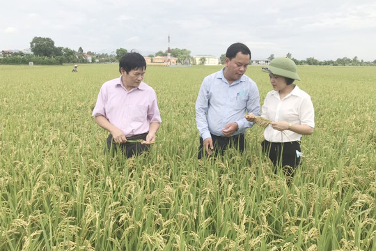 Huyện Ứng Hòa phát triển vùng lúa chất lượng cao