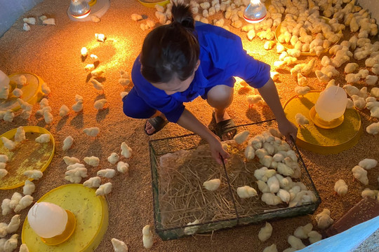 Hà Nội: Ứng dụng tiến bộ khoa học và công nghệ trong chăn nuôi gà Mía bền vững