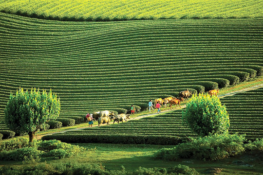 Khu du lịch quốc gia Mộc Châu: Điểm đến “xanh” ngày càng hấp dẫn