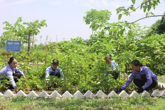 Hà Nội ưu tiên phát triển 16 loại cây dược liệu