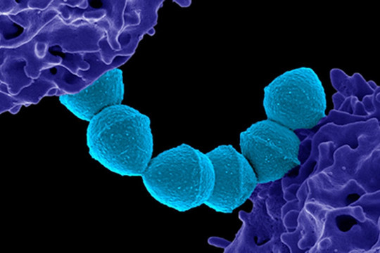 Nhật Bản tăng kỷ lục ca nhiễm vi khuẩn chết người