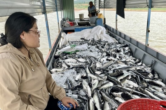 Kon Tum Hơn 25 tấn cá lăng chết bất thường trên hồ thủy điện Ya Ly
