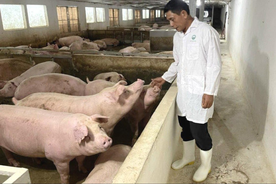 Giá lợn hơi giảm, bệnh dịch tả lợn châu Phi diễn biến phức tạp