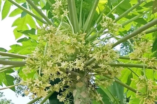 Thương lắm đu đủ đực