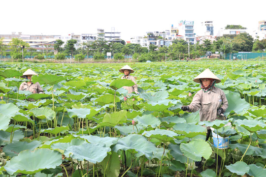 Phát huy giá trị kinh tế, văn hóa đặc sắc của sen Hà Nội