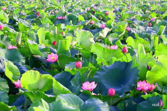 Tuyển 180 tình nguyện viên phục vụ Lễ hội Sen Hà Nội