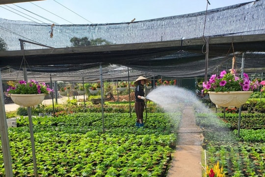 Huyện Phúc Thọ (Hà Nội) Xây dựng chuỗi liên kết sản xuất và tiêu thụ sản phẩm nông nghiệp