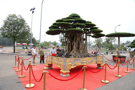 Hà Nội tổ chức Festival sinh vật cảnh lần thứ nhất trong tháng 9