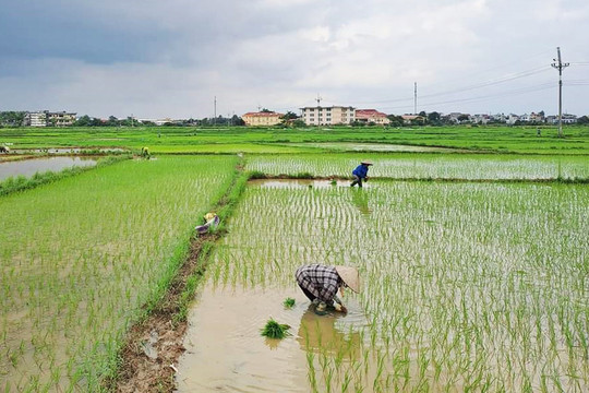 Ngành Nông nghiệp Hà Nội: Tập trung phục hồi sản xuất sau úng ngập