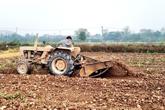 Yên Thường triển khai nhiều giải pháp phát triển nông nghiệp