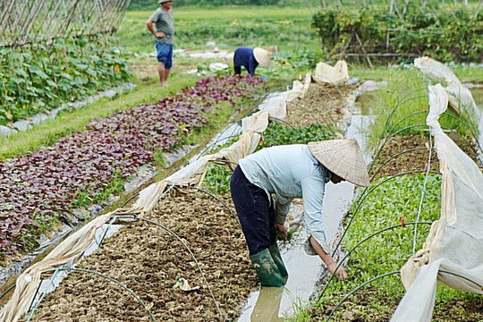 Nhân rộng các mô hình sản xuất nông nghiệp hữu cơ