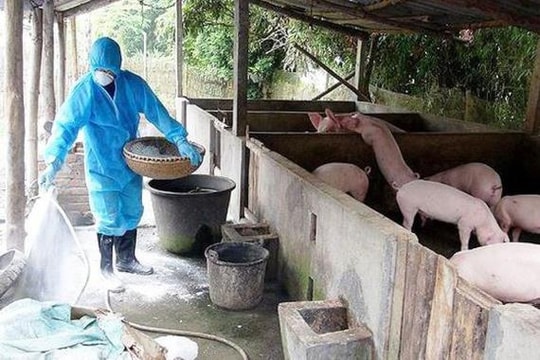 Cần hiểu rõ, hiểu đúng về bệnh dịch tả lợn châu Phi, không gây hoang mang