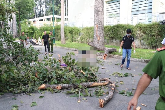 Nguyên nhân ban đầu vụ gãy nhánh cây làm 2 người tử vong ở Công viên Tao Đàn