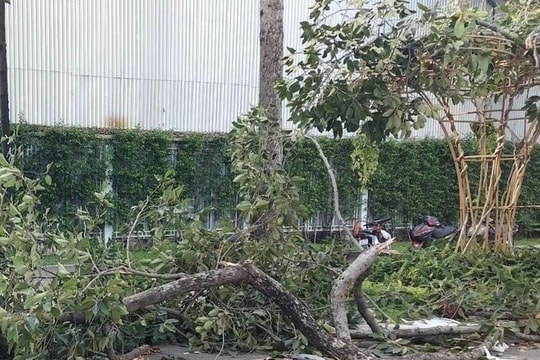 Kiểm tra toàn diện hệ thống cây xanh công cộng trên địa bàn Thành phố Hồ Chí Minh