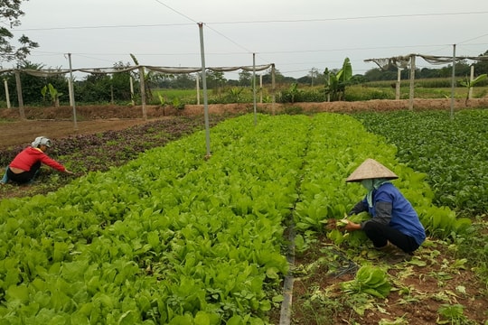 Nâng cao năng lực quản lý chất lượng, an toàn thực phẩm nông sản