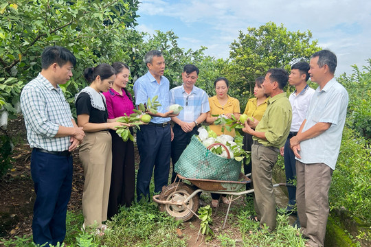 Hoài Đức nhân rộng những mô hình sản xuất hiệu quả