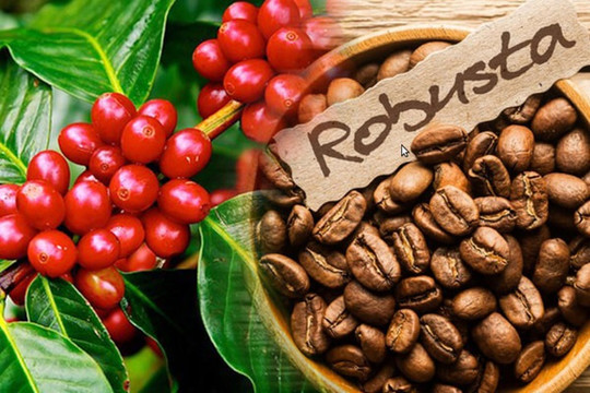 Giá cà phê Robusta tăng thêm 200 USD/tấn