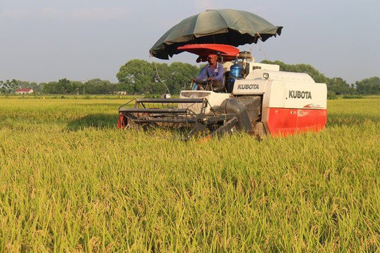 Khẩn trương thu hoạch lúa, màu với phương châm "xanh nhà hơn già đồng"