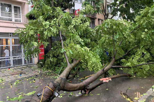 Mưa lớn, nhiều cây gãy đổ, các tuyến đường ùn tắc