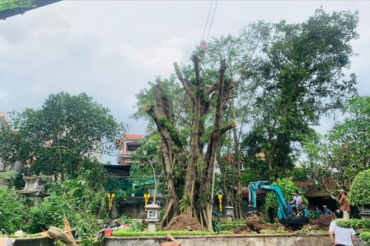 Xã Cổ Loa, huyện Đông Anh: Trồng lại và chăm sóc cây đa trong Khu di tích Cổ Loa