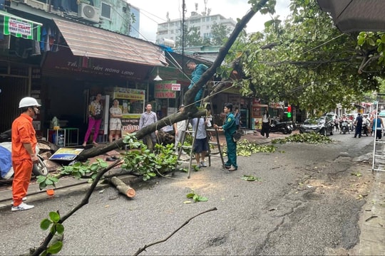 Hà Nội: Tổng lực xử lý cây xanh gãy, đổ do bão số 3