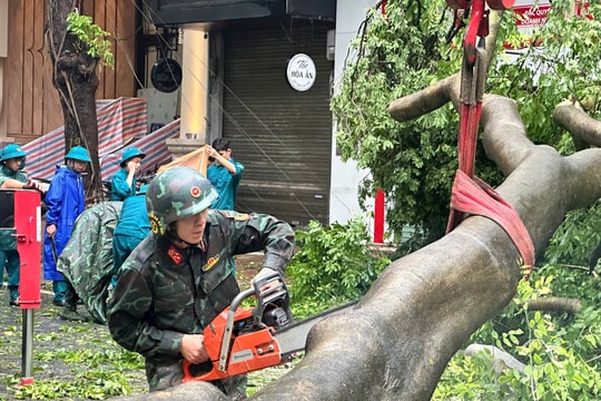 Hà Nội: Phát huy “bốn tại chỗ” và “ba sẵn sàng” giải tỏa cây xanh