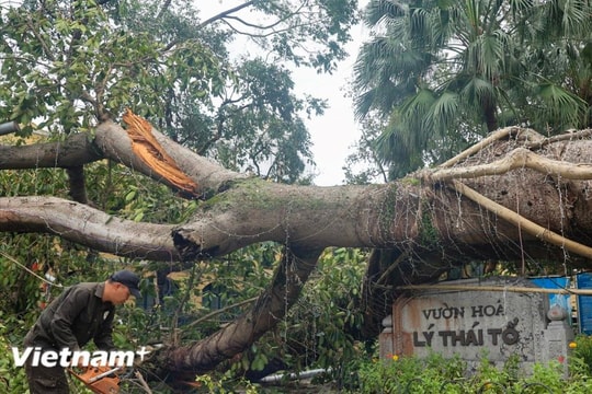 Hà Nội: Tiếp tục khẩn trương dọn dẹp cây xanh bị đổ sau siêu bão Yagi