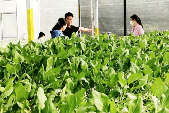 Phúc Thọ đẩy mạnh tái cơ cấu nông nghiệp